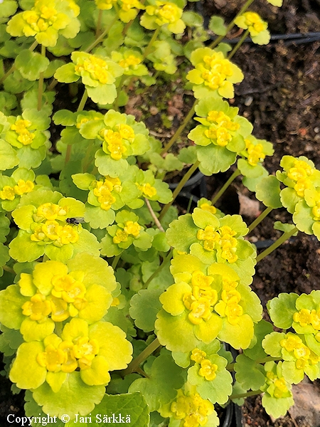 Chrysosplenium alternifolium